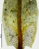 Encalypta rhaptocarpa