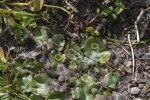 Marchantia polymorpha subsp. montivagans