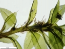 Ptychostomum moravicum