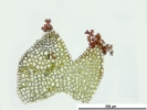 Lophoziopsis excisa