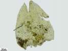 Plasteurhynchium striatulum