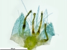Platyhypnum alpinum