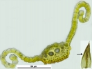 Pseudocrossidium hornschuchianum