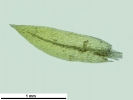 Pohlia melanodon
