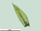 Pohlia melanodon