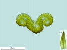 Pseudocrossidium obtusulum