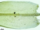 Schistidium apocarpum var. apocarpum