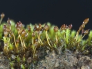 Microbryum davallianum