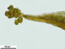 Leptodontium gemmascens