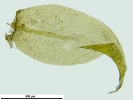 Scorpidium cossonii