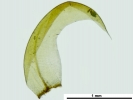 Scorpidium cossonii