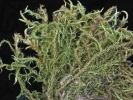 Sarmentypnum tundrae