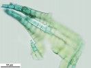 Sematophyllum substrumulosum