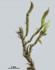 Brachythecium erythrorrhizon