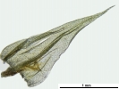 Brachythecium geheebii