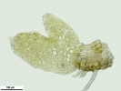 Scapania apiculata