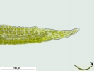 Chionoloma tenuirostre var. tenuirostre