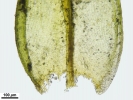 Schistidium elegantulum subsp. elegantulum