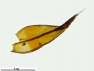 Schistidium papillosum