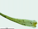 Campylopus flexuosus var. flexuosus