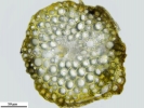 Grimmia meridionalis