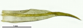 Grimmia decipiens