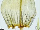 Breutelia chrysocoma
