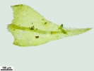 Scorpiurium circinatum