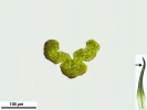 Grimmia incurva