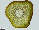 Polytrichum uliginosum