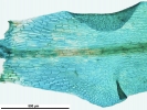 Symblepharis elongata