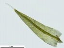 Grimmia nutans