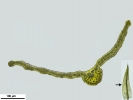 Grimmia nutans