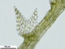 Hygrobiella laxifolia