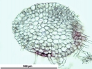 Tritomaria laxa