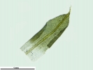 Encalypta spathulata