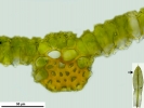 Encalypta spathulata