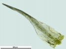 Dicranella cerviculata