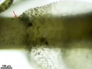 Hygroamblystegium humile