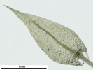 Hygroamblystegium humile