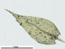 Hygroamblystegium humile