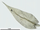 Hygroamblystegium humile