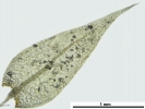 Hygroamblystegium humile