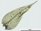 Hygroamblystegium humile