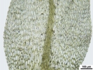 Hygroamblystegium humile