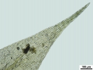 Hygroamblystegium humile
