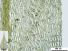 Hygroamblystegium humile
