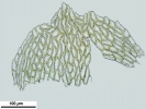 Hygroamblystegium humile