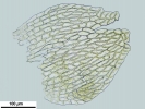 Hygroamblystegium humile