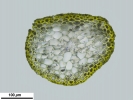 Hygroamblystegium humile